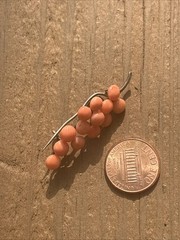 Antique Coral Beaded Cluster Brooch, Berries/Grapes