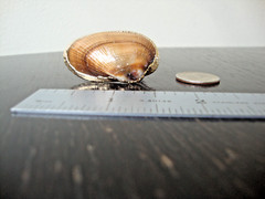 VTG HANDMADE NATURAL LACQUERED SEASHELL GOLD PLATED HINGED DRESS/SCARF CLIP