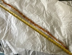 Baltic Amber Necklace Rare Egg Yolk Honey Cognac Yellow Butterscotch VTG 62.4g