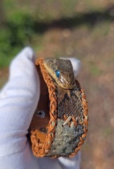 One of a Kind Royal Cobra Snake Skin Bracelet Handmade Exotic Leather Rare