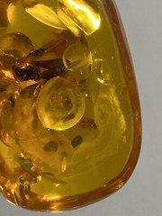 Reconstituted Amber Fossil Insect Pendant Necklace Adjustable Paracord