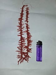 Vtg Graduated Mediterranean Red Salmon Color Branch Coral Barrel Clasp Necklace