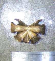 Vintage S.G. D’OR Dress or Shoe Clip On gold tone Flower or Leaf