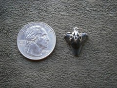 Genuine Black Shark Tooth Fossil Vintage Silvertone Mount Charm Pendant