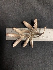 Vintage Signed Brooks 1960 Textured Silvertone Stylized Leaf Flower Brooch Pin