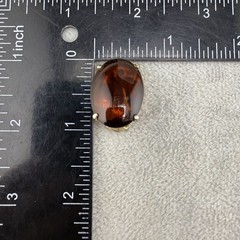 Vintage Schiaparelli Clip On Earrings Gold Tone Brown Glass