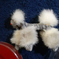 VINTAGE ORIGINAL FUR POODLE BROOCH MINT IN CONTAINER