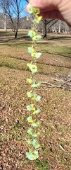 SALE VINTAGE URANIUM OPAL GREEN YELLOW GLASS FLOWER CLUSTER NECKLACE SET ARTISAN