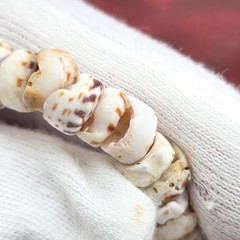 Vtg Tiger Puka Shell Bracelet 7.5″ Spring Ring Closure Weighs 0.5 oz.