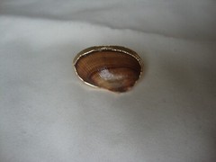 VTG HANDMADE NATURAL LACQUERED SEASHELL GOLD PLATED HINGED DRESS/SCARF CLIP