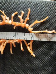 Stunning Vintage Peachy Pink Branch Coral Necklace