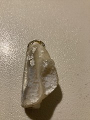 Antique white Coral Pendant Agatized Sparkle 20 Million Years Old