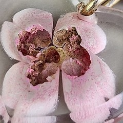 Vintage Dried Pink Flower Brooch Heart Dangle Gold Plated Bracket 1.25″