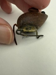 Vintage Wood Mouse Brooch Leather Tail Animal Pin Handmade Folk Art