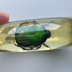 Clear Soft Yellow Vtg Beetle Bracelet Translucent Resin,,1960s, NOS(#1)