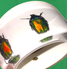 HUGE Kolos Designs Egyptian Revival Resin Lucite REAL Beetle Bug Estate Bracelet
