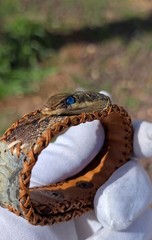 One of a Kind Royal Cobra Snake Skin Bracelet Handmade Exotic Leather Rare