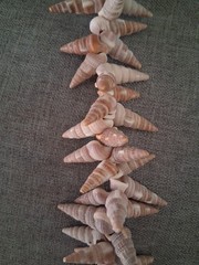 Polynesian seashell vintage ceremonial necklace 36 in. tropical, beach