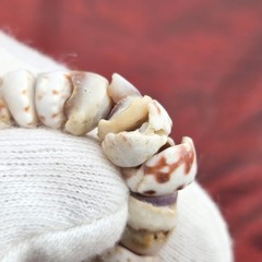 Vtg Tiger Puka Shell Bracelet 7.5″ Spring Ring Closure Weighs 0.5 oz.