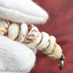 Vtg Tiger Puka Shell Bracelet 7.5″ Spring Ring Closure Weighs 0.5 oz.