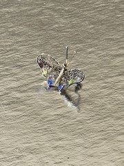 Vintage Art Deco style “Butterfly” brooch: sterling silver,enamel mesh filigree