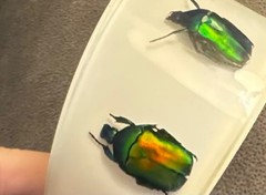 HUGE Kolos Designs Egyptian Revival Resin Lucite REAL Beetle Bug Estate Bracelet