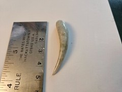 Jade Tusk Pendent 4.5 CM Lighter Green Color