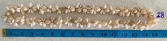 Vintage Cowrie Shell Necklaces 32″ Handmade Lei Single Strand Hawaii