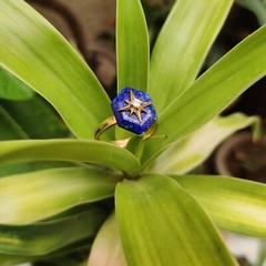 Lapis Lazuli Antique 925 silver vintage Victorian art deco handmade ring gift
