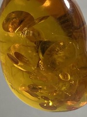 Reconstituted Amber Fossil Insect Pendant Necklace Adjustable Paracord