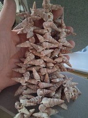 Polynesian seashell vintage ceremonial necklace 36 in. tropical, beach