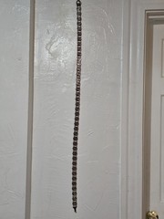 Antique German Silver Plated Trachten Chain Belt Wilkens 100 Crocodile Mark 44″