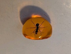 AMBER LUCITE RING SIZE APROX 8.5 With ANT ENCASED IN RESIN