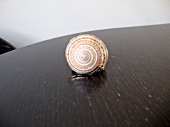 VTG HANDMADE NATURAL LACQUERED SEASHELL GOLD PLATED HINGED DRESS/SCARF CLIP