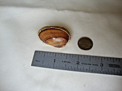VTG HANDMADE NATURAL LACQUERED SEASHELL GOLD PLATED HINGED DRESS/SCARF CLIP