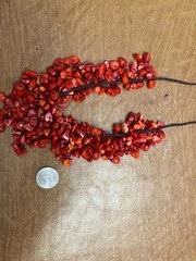 Vintage Single Strand Sliced Red Coral Bib Statement Bead Necklace -Adj