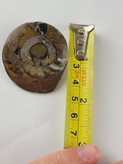Ammonite Fossil Brooch READ Darker In Person