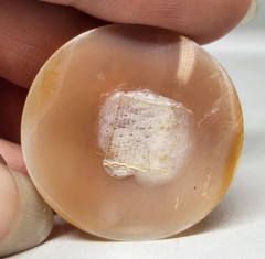 Rare! Victorian Vintage Hunting Dog Hound High Relief Cameo Shell 1 1/4 Inch