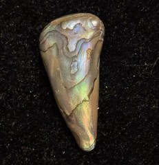 Rare Beautiful Exquisite Abalone Pearl found In Ocean In American Samoa
