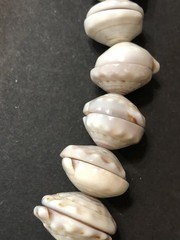 Puka Shell Necklace Hawaiian Lei Graduated 9 mm to 17 mm 17 in Length – Vintage