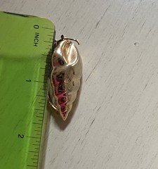 Vintage Conch Sea Shell Gold tone Hinged Scarf Clip 🐚