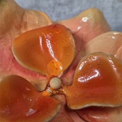 Vintage Peach Molded Celluloid Early Plastic Flower Pin Brooch Earring Set Fair