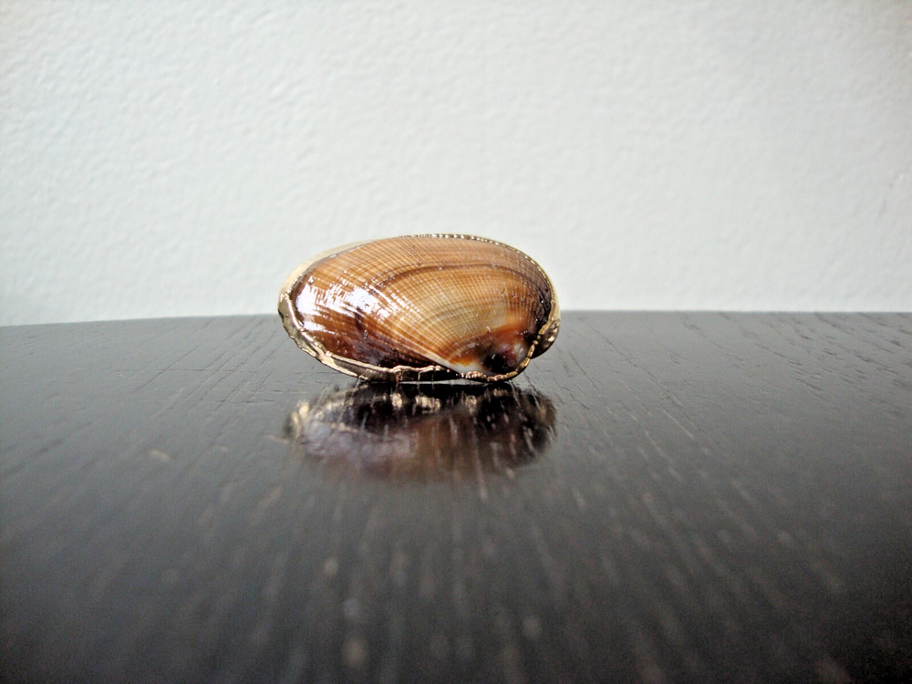 VTG HANDMADE NATURAL LACQUERED SEASHELL GOLD PLATED HINGED DRESS/SCARF CLIP