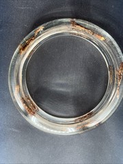 Clear Vtg Scorpion Bracelet Translucent Resin, 1960s, NOS Small #15