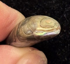 Rare Beautiful Exquisite Abalone Pearl found In Ocean In American Samoa