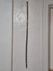 Antique German Silver Plated Trachten Chain Belt Wilkens 100 Crocodile Mark 44″
