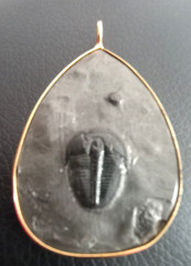 Trilobite fossil pendant gold rimmed metal teardrop shape, large