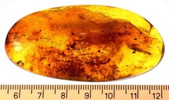 VINTAGE/ ANTIQUE GENUINE BALTIC AMBER BROOCH WITH FOSSIL INSECTS 19.5g