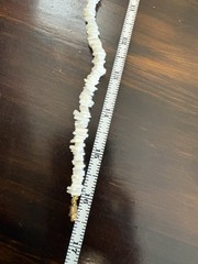 Vintage White Puka Sea Shell Chip Choker 15.5″ Necklace with Barrel Twist Clasp