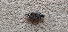 Shriners Pin 14k White Gold W/ Diamond Crescent Sword 0.5 Gram No Button